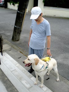 階段に前足をかけて待つ盲導犬