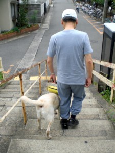 階段を下りる盲導犬