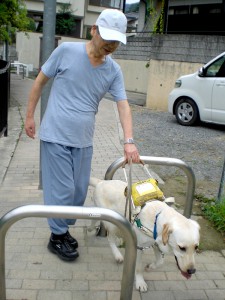 バイク止めの柵を避けて通りぬける盲導犬