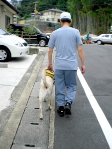 道の側面に沿って歩く盲導犬